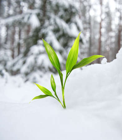 Beautiful green plant in the winter forestの写真素材