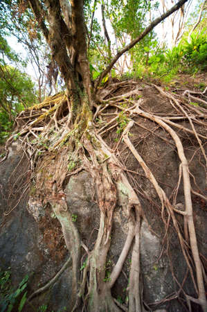 Ancient root の写真素材