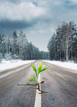 Green plant growing through the road in winter forestの写真素材