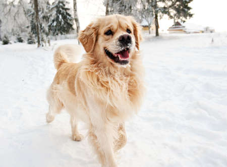 Golden retriever running in the snowの写真素材