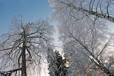 Snowy treesの写真素材