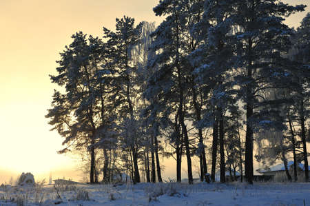 Winter scenic の写真素材