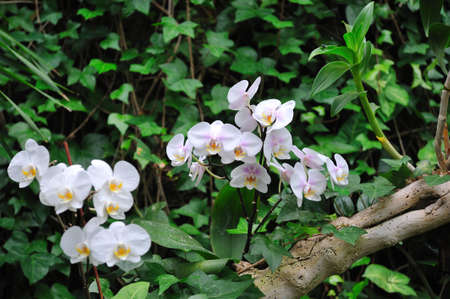 Orchid flowers in the gardenの写真素材