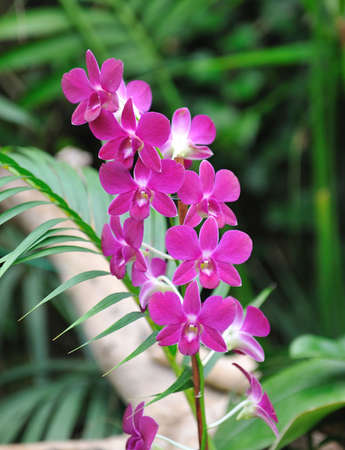 Purple orchid flowers in the gardenの写真素材