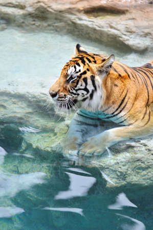 Picture of a bengal tiger near the water 
の写真素材