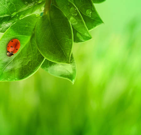  Ladybug sitting on a green leaf. 
の写真素材