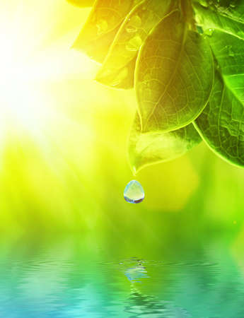 Morning dew on a green grass reflected in rendered water Morning dew on a green grass reflected in rendered water