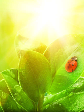  Ladybug sitting on a green leaf. の写真素材