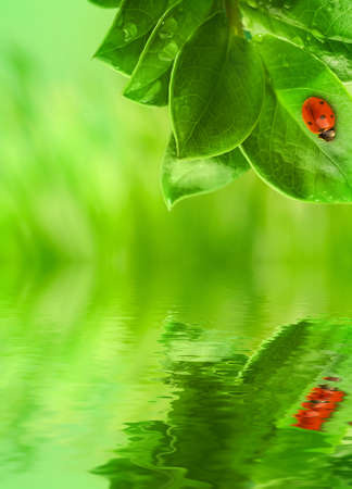   Ladybug sitting on a green leaf reflected in rendered water の写真素材