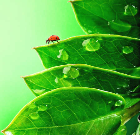  Ladybug on a fresh green leaves 
の写真素材