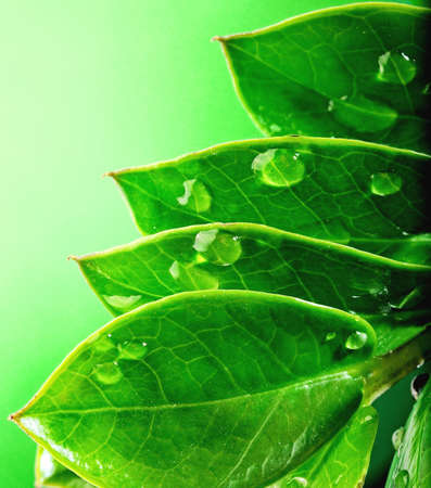   Fresh green leaves 
の写真素材