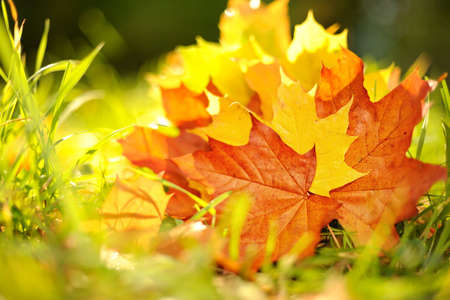 Autumn leaves background 
の写真素材