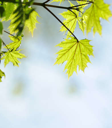 Picture of a green leaves over abstract blurred backgroundの写真素材
