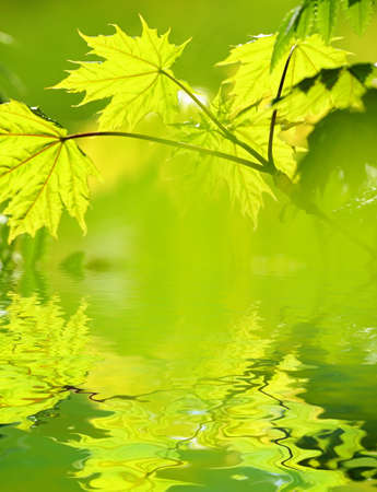 Green leaves reflected in rendered waterの写真素材