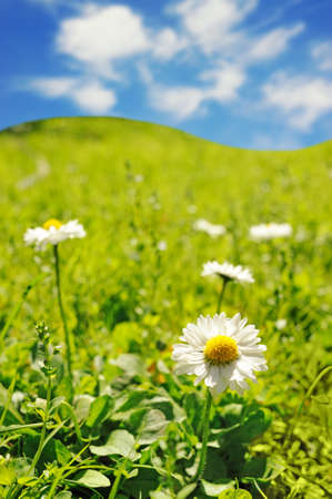 Daisy fieldの写真素材