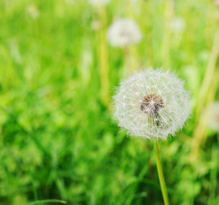 Dandelion flower in the fieldの写真素材