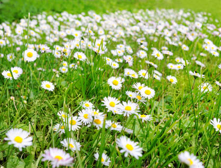 Daisy fieldの写真素材