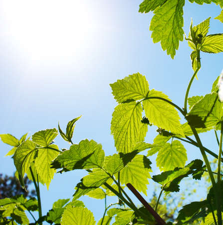 Green plants over blue sky