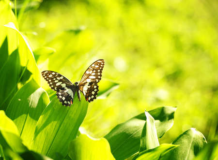 Beautiful butterfly on a green leafの写真素材