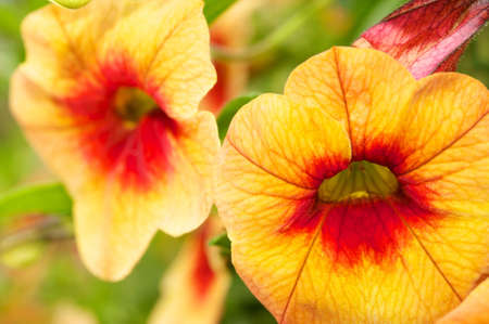 Beautiful orange flowersの写真素材