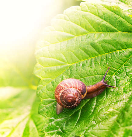 Close-up of a snail sitting on green leafの写真素材
