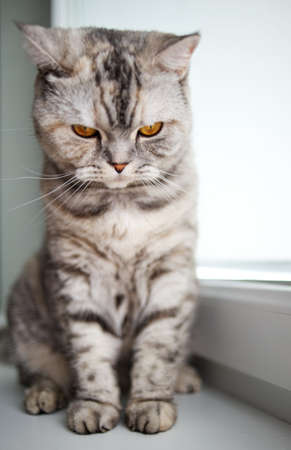 Beautiful kittenの写真素材