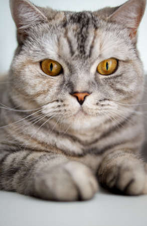 Close-up of a beautiful catの写真素材