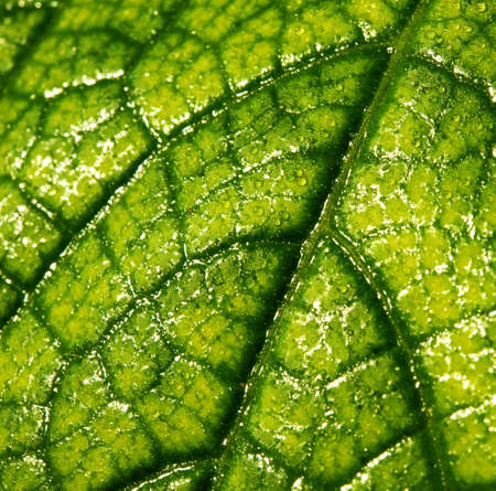 Green leaf texture