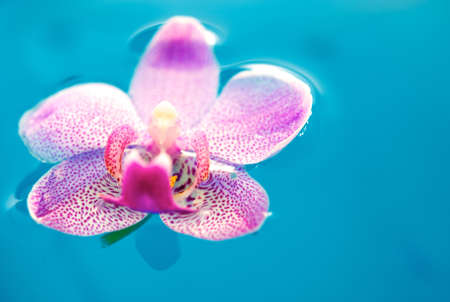 Beautiful orchid flower and clean blue waterの写真素材