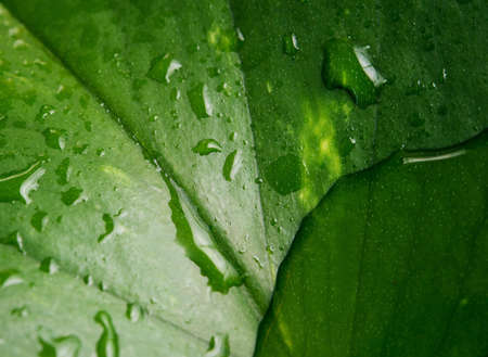 Wet leaf texture