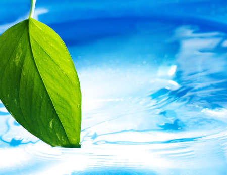 Fresh green leaf and clear blue waterの写真素材
