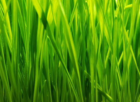 Fresh green grass backgroundの写真素材