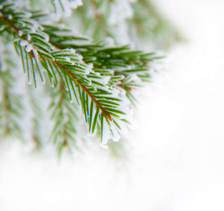 Pine twig
