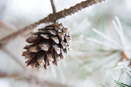 Close-up of a pine coneの写真素材