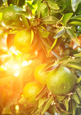 Close-up of an orange treeの写真素材