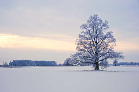 Winter landscapeの写真素材