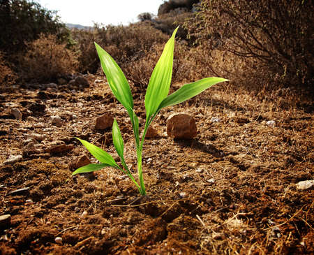 Green plant growing through dry soilの写真素材