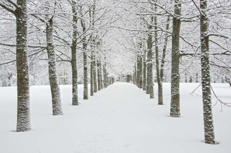 Winter landscapeの写真素材