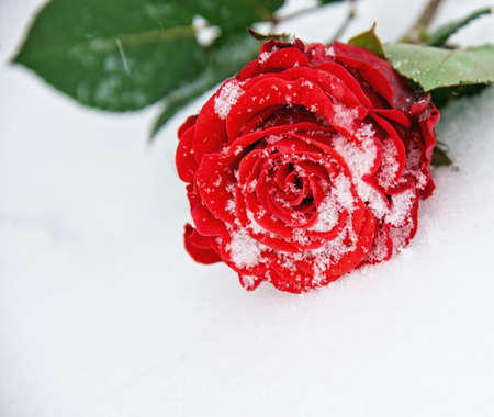 Beautiful rose in the snowの写真素材