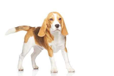 Beagle dog isolated on white backgroundの写真素材