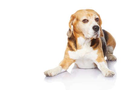 Beagle dog isolated on white backgroundの写真素材