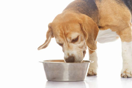 Beagle dog isolated on white backgroundの写真素材