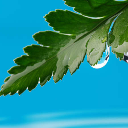 Water drops on fresh green leafの写真素材