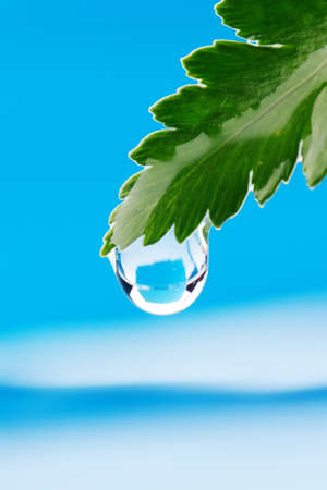 Water drop on fresh green leafの写真素材