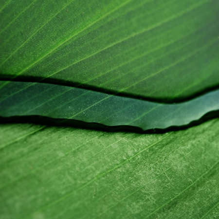 Green leaf texture with water drop on itの写真素材