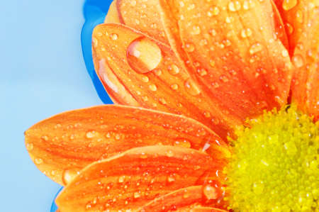 Close-up of an orange flowerの写真素材