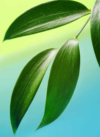 Fresh green leaves over abstract backgroundの写真素材