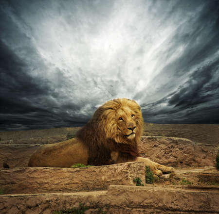 African lion in the desertの写真素材