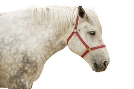 White horseの写真素材