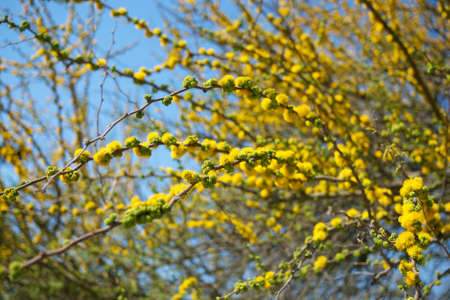 Beautiful tree over blue sky